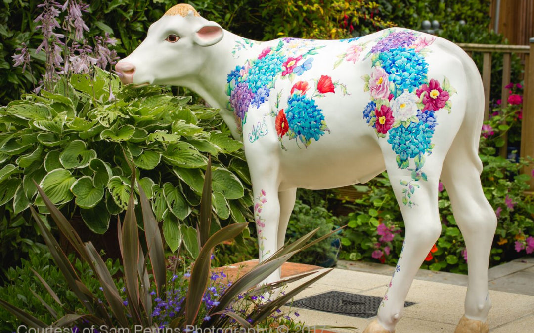Hydrangea the calf is born