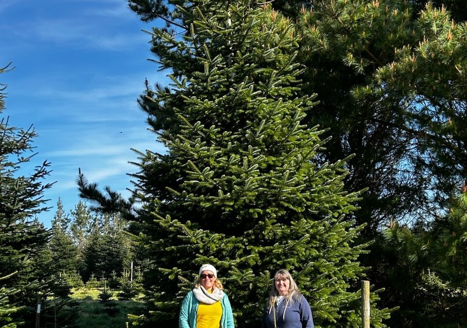 Planning ahead for Christmas in Camborne