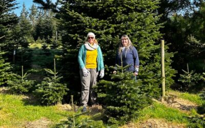 Planning ahead for Christmas in Camborne